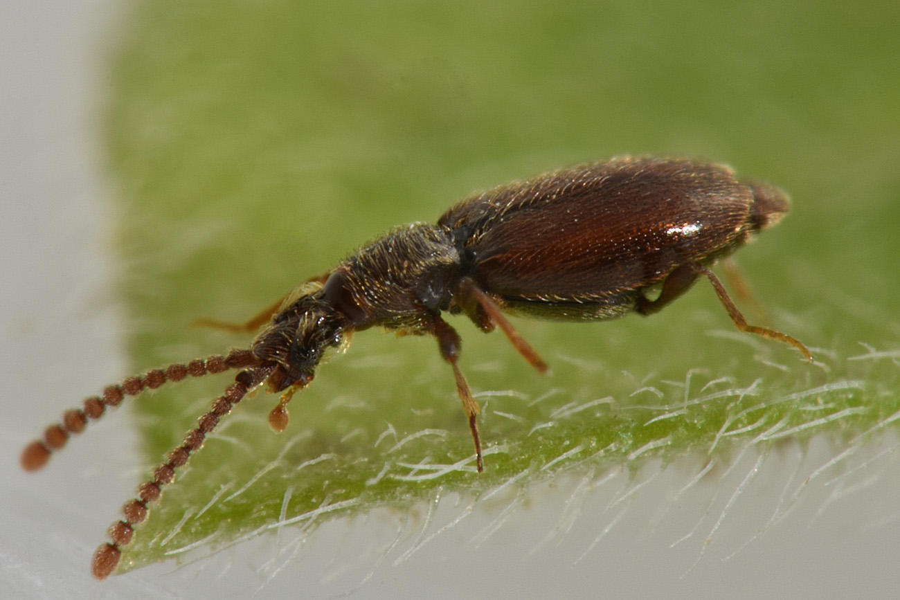 Scydmaenidae, con gli orecchini? Chevrolatia insignis